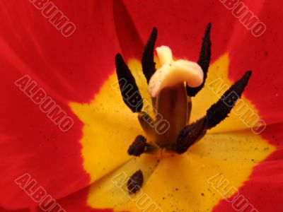 tulip