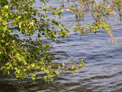 Tree on a background of water.