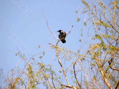 Bird on a tree.