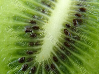 fruit