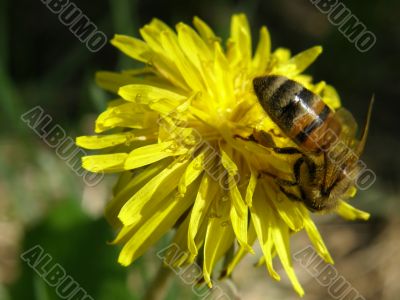 dandelion