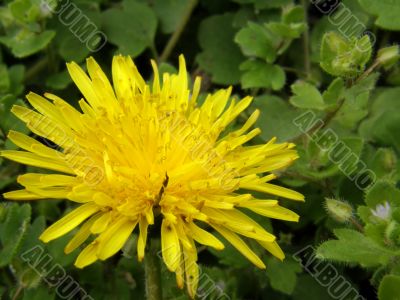 dandelion