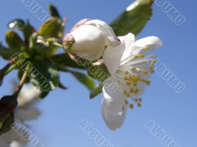 Flowers of a sweet cherry.