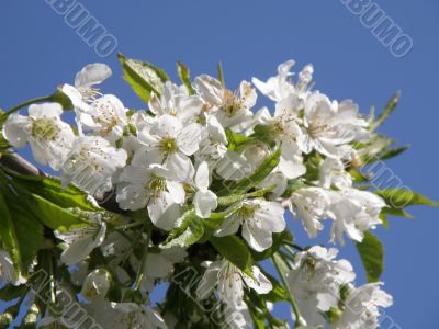 Flowers of a sweet cherry.