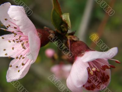 Flowers of a peach
