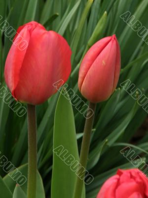 tulips