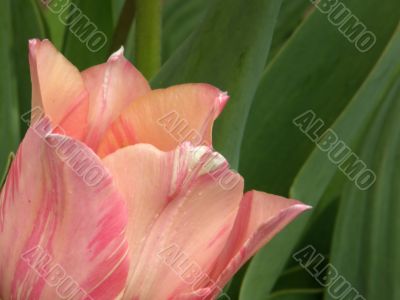 tulip