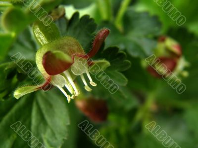 flowers gooseberry