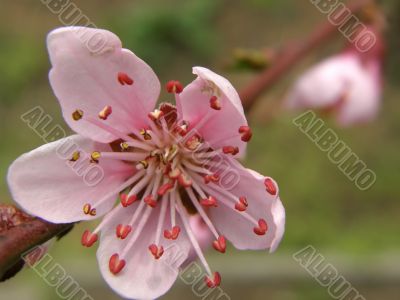 Flowers of a peach