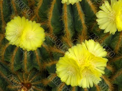 flowers of a cactus