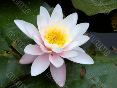 water lily
