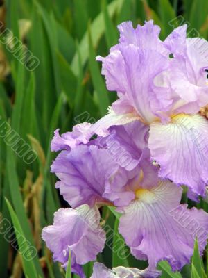 flower of an iris
