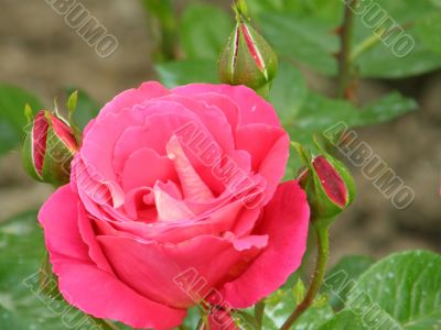 rose