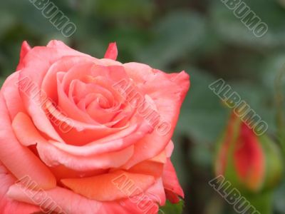rose