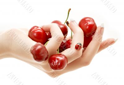 hand full of red cherries