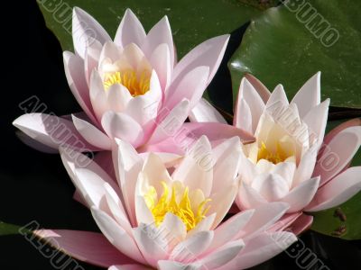 water lily