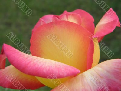 rose