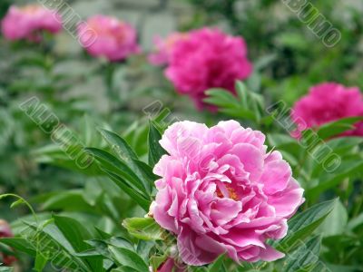flowers. Peonies
