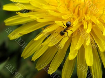 dandelion