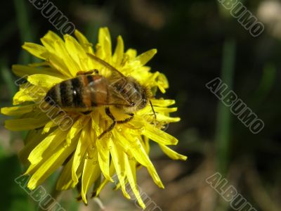 dandelion