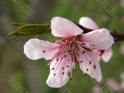 Flowers of a peach