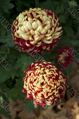 Chrysanthemums