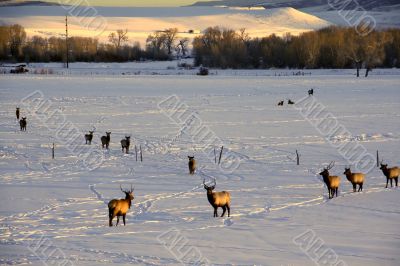 Elk in snow