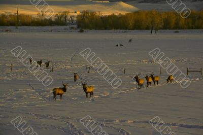 Elk in snow
