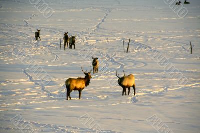 Elk in snow