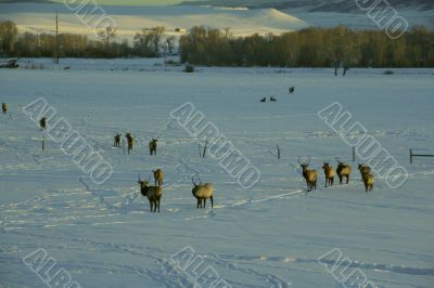 Elk in snow