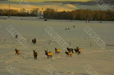 Elk in snow