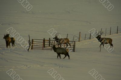 Elk in snow