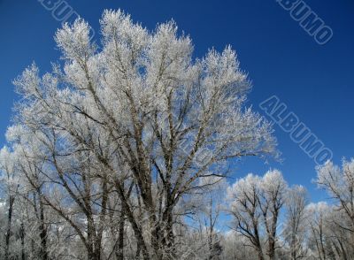 Hoar frost on  trees