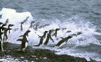 Adelie penguins, jumping into the ocean