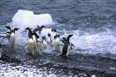 Adelie penguins, jumping into the ocean