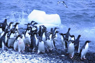 Adelie penguins, jumping into the ocean