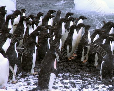 Adelie penguins, jumping into the ocean