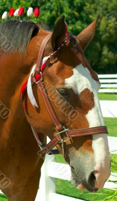 Clydesdale