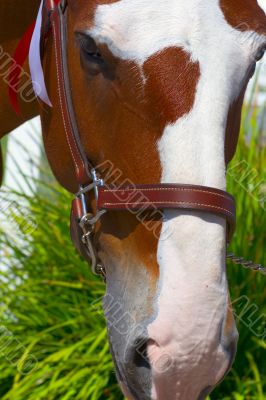 Clydesdale