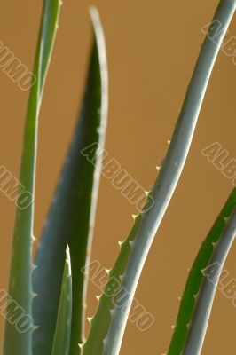 aloe vera