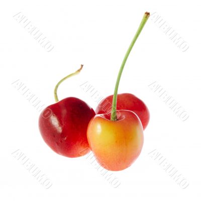 Three cherries