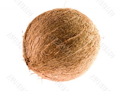 Coconut