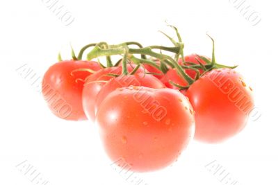 Tomatoes family