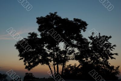 tree on sunset