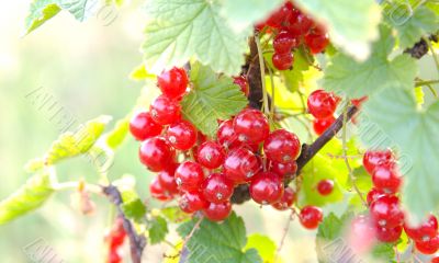Bunch of red currant in sunlight