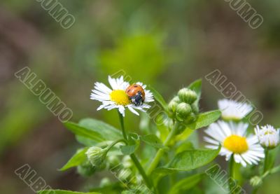 Ladybug