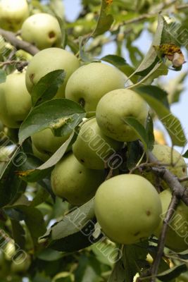 apples