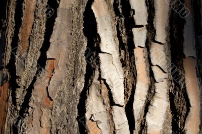bark