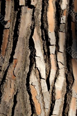 bark