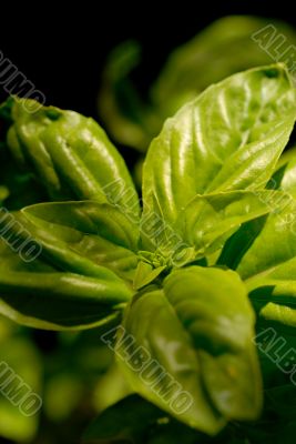 basil two